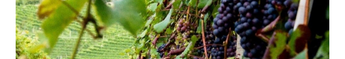 Cascina organic wines main header